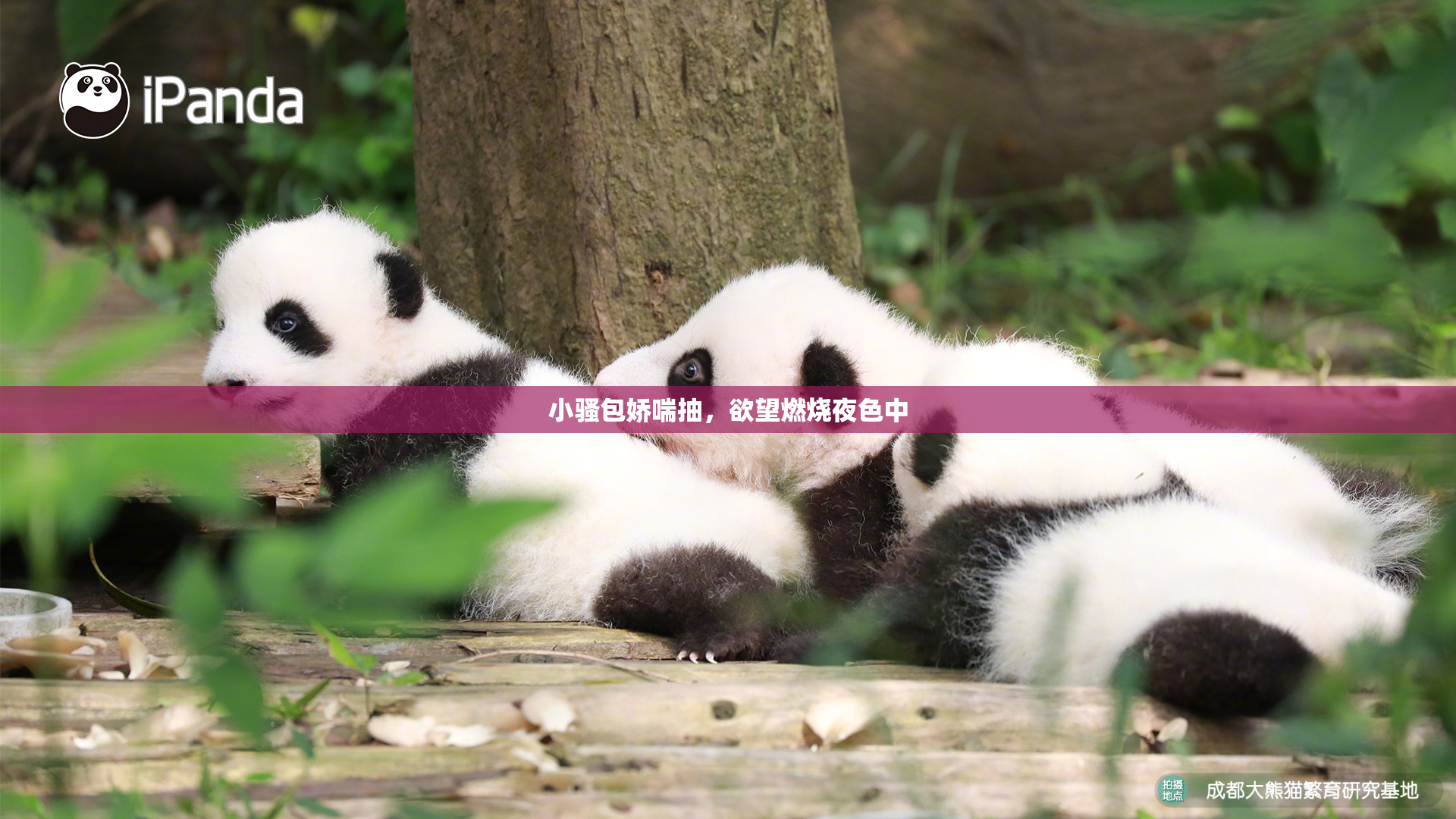小骚包娇喘抽，欲望燃烧夜色中