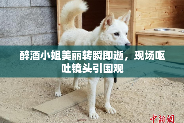 醉酒小姐美丽转瞬即逝，现场呕吐镜头引围观
