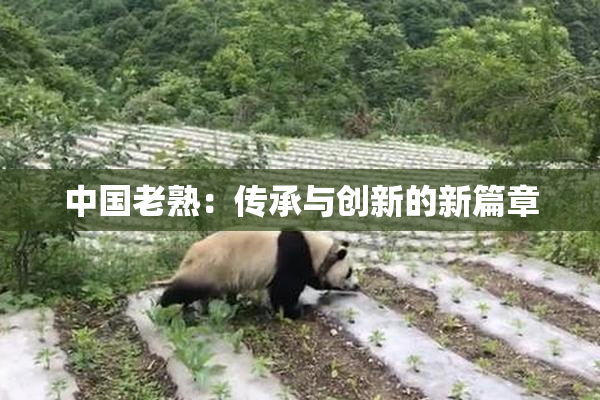 中国老熟：传承与创新的新篇章