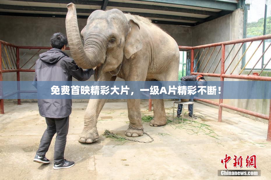 免费首映精彩大片，一级A片精彩不断！