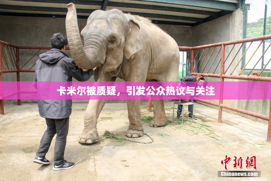 卡米尔被质疑，引发公众热议与关注