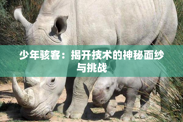 少年骇客：揭开技术的神秘面纱与挑战