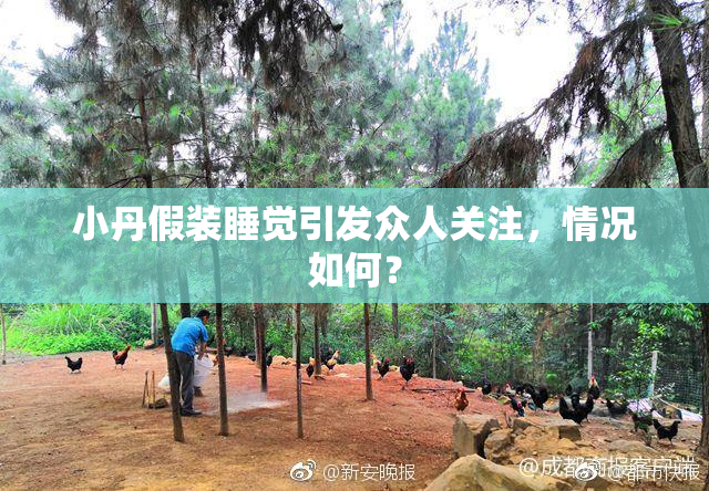 小丹假装睡觉引发众人关注，情况如何？