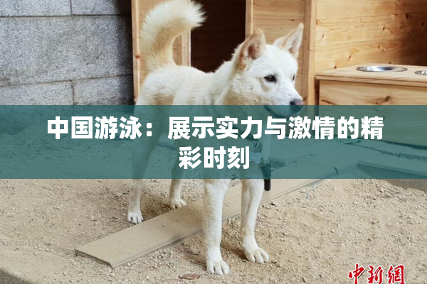 中国游泳：展示实力与激情的精彩时刻