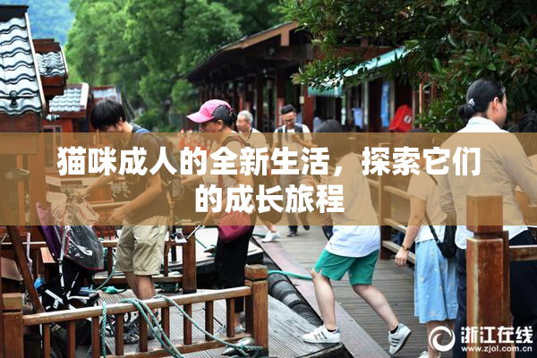 猫咪成人的全新生活，探索它们的成长旅程