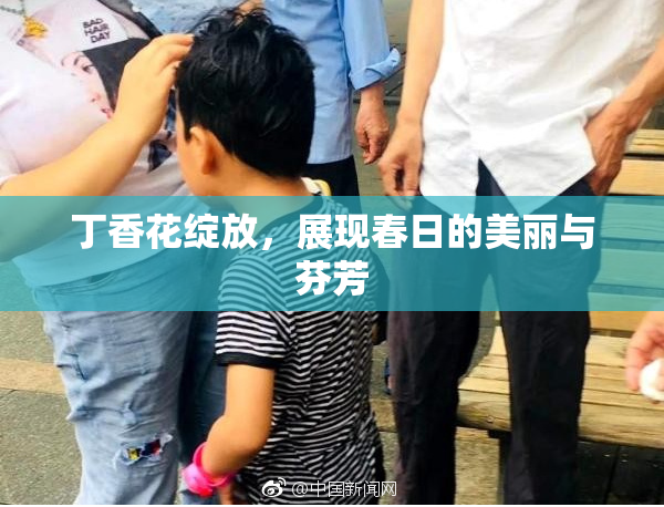 丁香花绽放，展现春日的美丽与芬芳