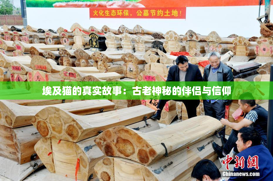 埃及猫的真实故事：古老神秘的伴侣与信仰