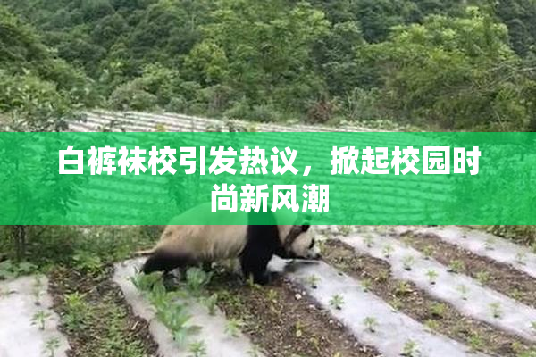白裤袜校引发热议，掀起校园时尚新风潮