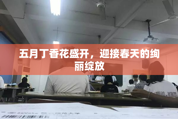 五月丁香花盛开，迎接春天的绚丽绽放
