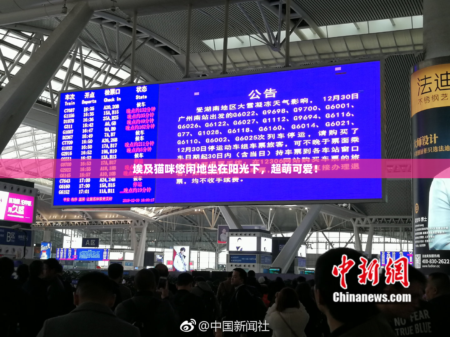 埃及猫咪悠闲地坐在阳光下，超萌可爱！