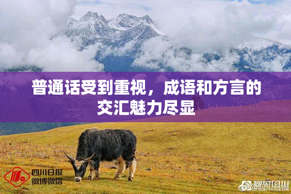 普通话受到重视，成语和方言的交汇魅力尽显