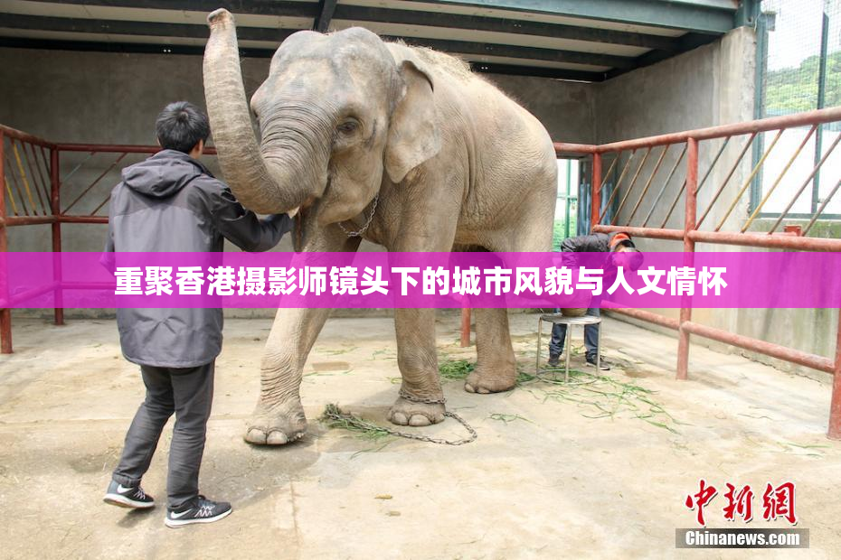 重聚香港摄影师镜头下的城市风貌与人文情怀