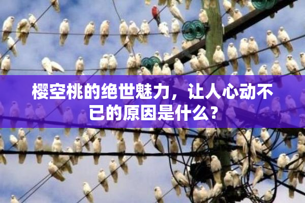 樱空桃的绝世魅力，让人心动不已的原因是什么？