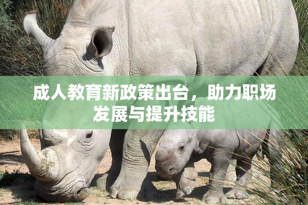 成人教育新政策出台，助力职场发展与提升技能