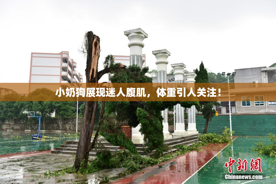 小奶狗展现迷人腹肌，体重引人关注！