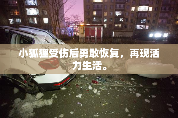 小狐狸受伤后勇敢恢复，再现活力生活。