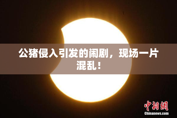 公猪侵入引发的闹剧，现场一片混乱！