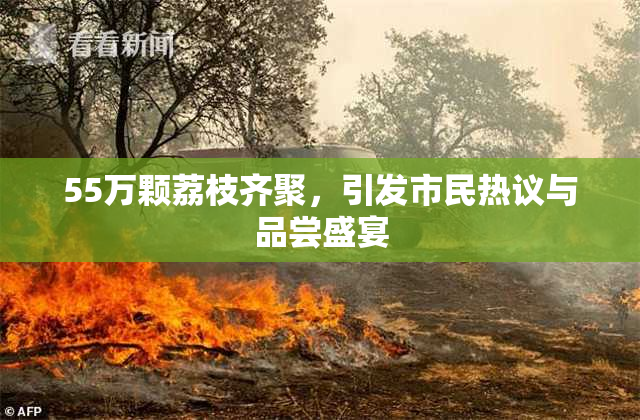 55万颗荔枝齐聚，引发市民热议与品尝盛宴