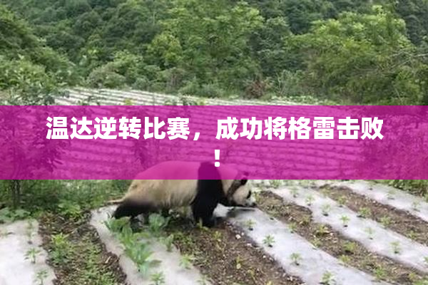 温达逆转比赛，成功将格雷击败！