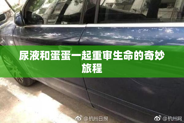 尿液和蛋蛋一起重审生命的奇妙旅程
