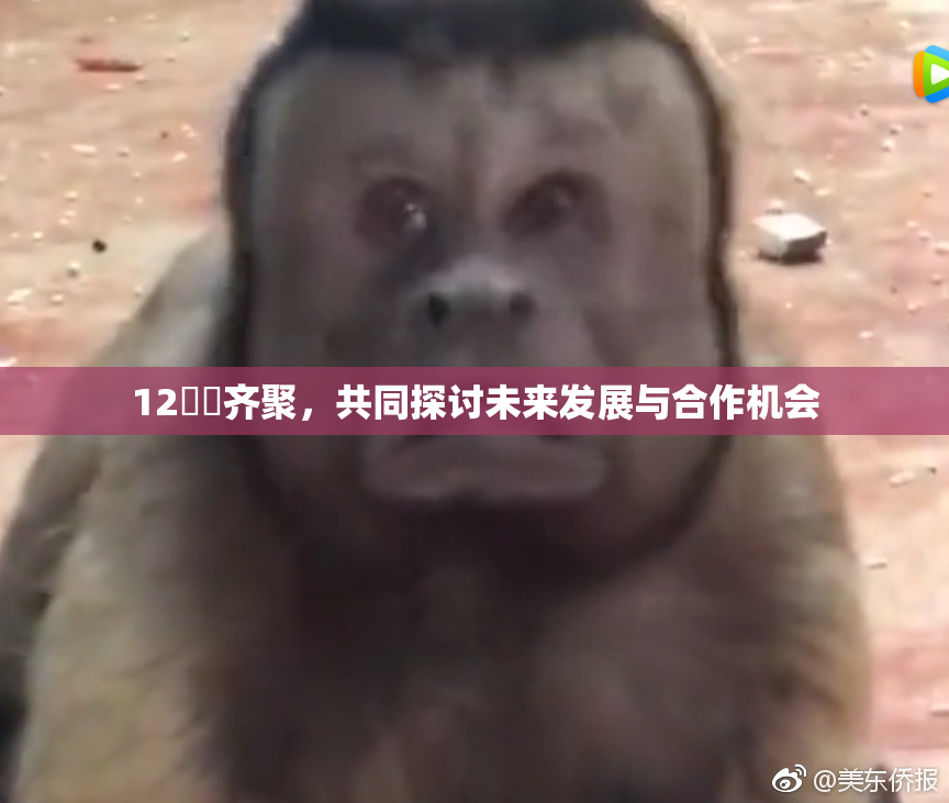 12妺妺齐聚，共同探讨未来发展与合作机会