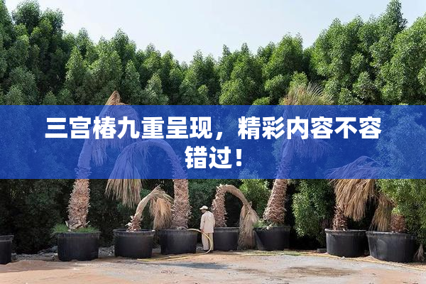 三宫椿九重呈现，精彩内容不容错过！