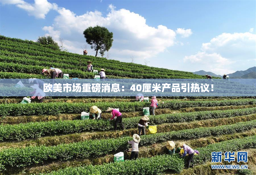 欧美市场重磅消息：40厘米产品引热议！