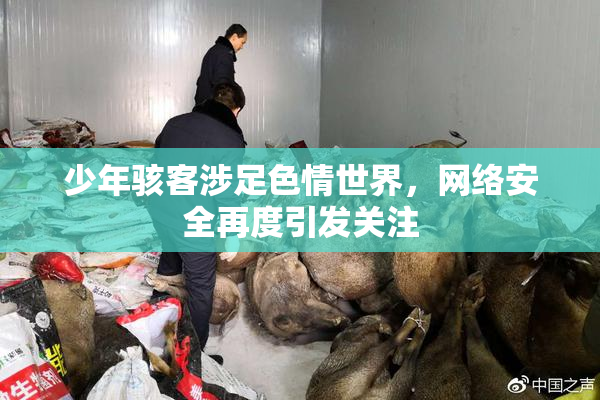 少年骇客涉足色情世界，网络安全再度引发关注
