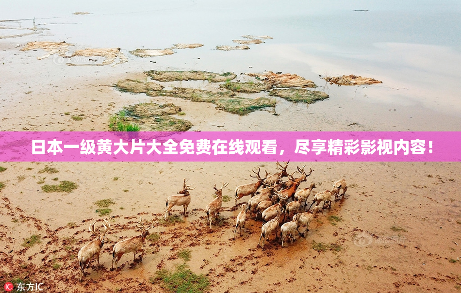 日本一级黄大片大全免费在线观看，尽享精彩影视内容！
