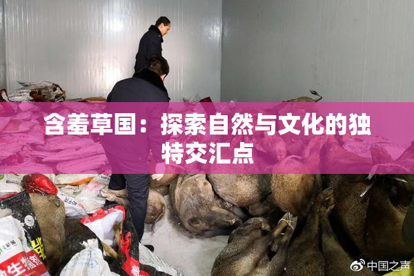 含羞草国：探索自然与文化的独特交汇点