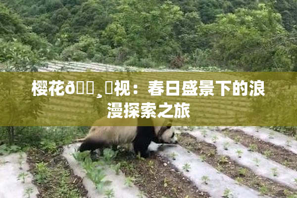 樱花🌸‌视：春日盛景下的浪漫探索之旅