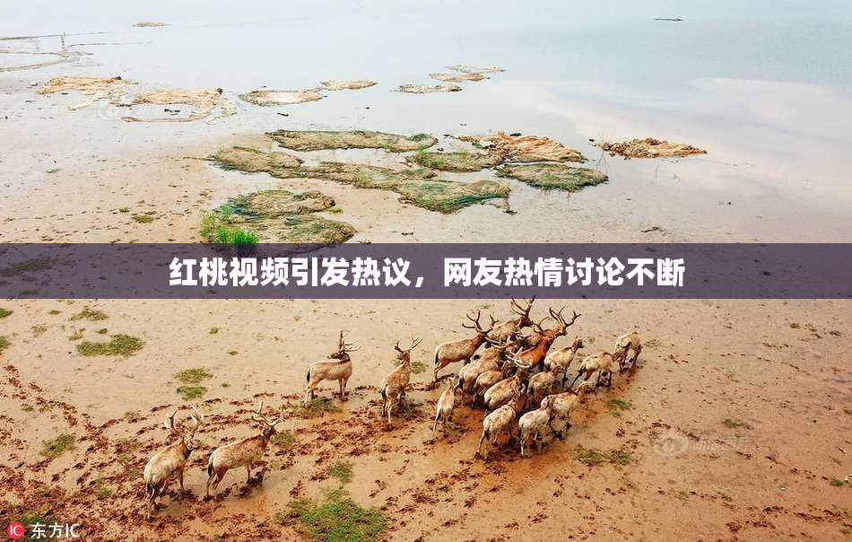 红桃视频引发热议，网友热情讨论不断
