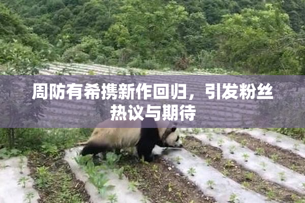 周防有希携新作回归，引发粉丝热议与期待