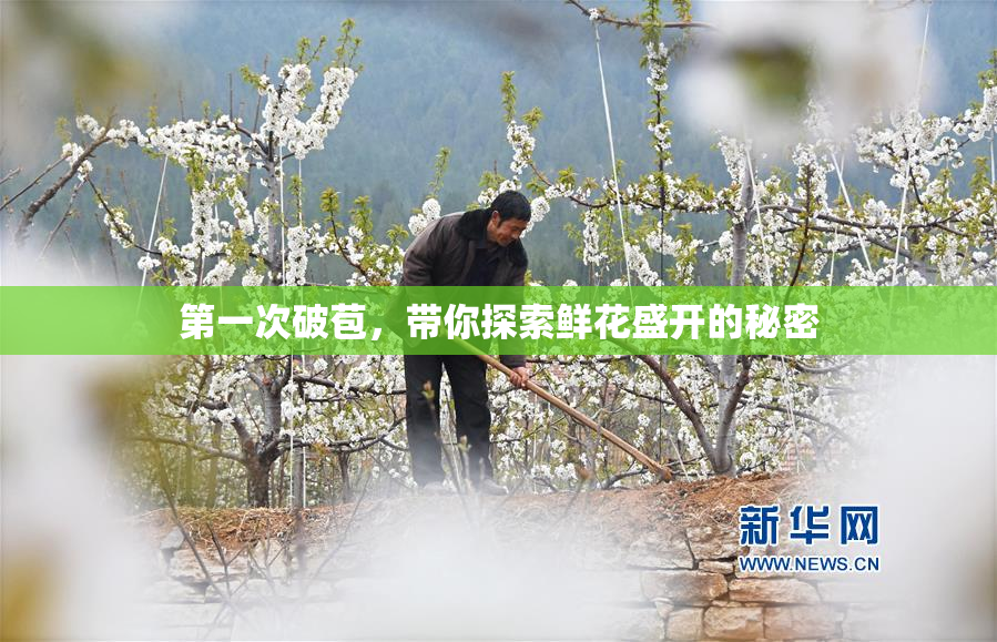 第一次破苞，带你探索鲜花盛开的秘密