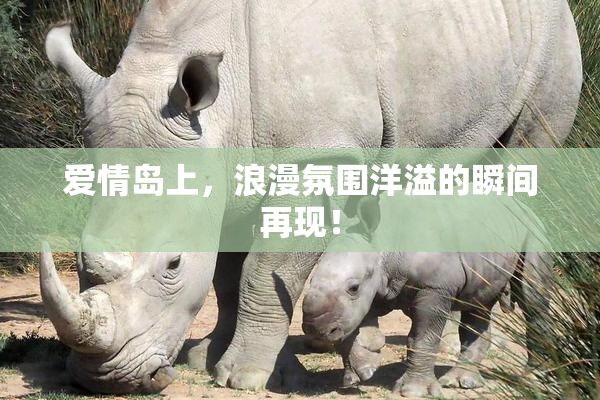 爱情岛上，浪漫氛围洋溢的瞬间再现！