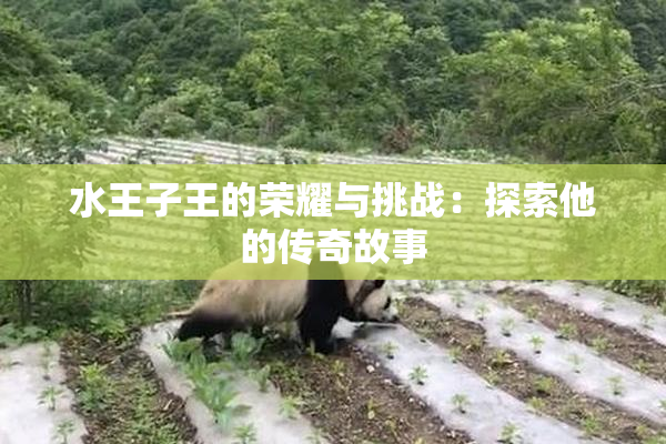 水王子王的荣耀与挑战：探索他的传奇故事