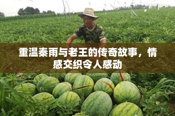重温秦雨与老王的传奇故事，情感交织令人感动