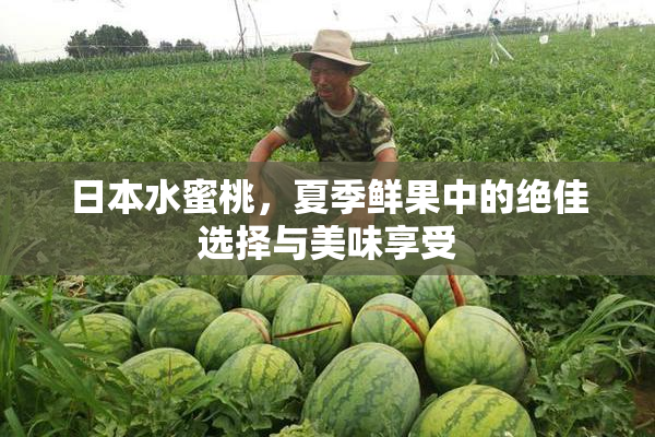 日本水蜜桃，夏季鲜果中的绝佳选择与美味享受