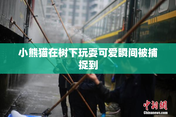 小熊猫在树下玩耍可爱瞬间被捕捉到
