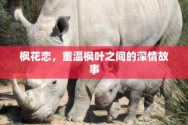 枫花恋，重温枫叶之间的深情故事