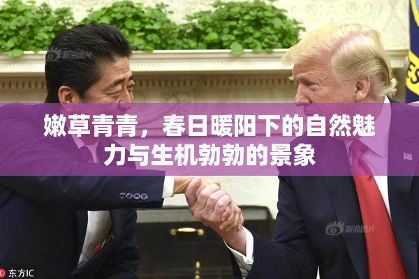 嫩草青青，春日暖阳下的自然魅力与生机勃勃的景象