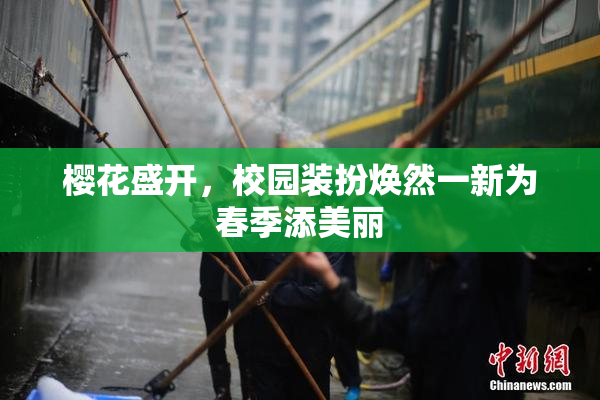樱花盛开，校园装扮焕然一新为春季添美丽