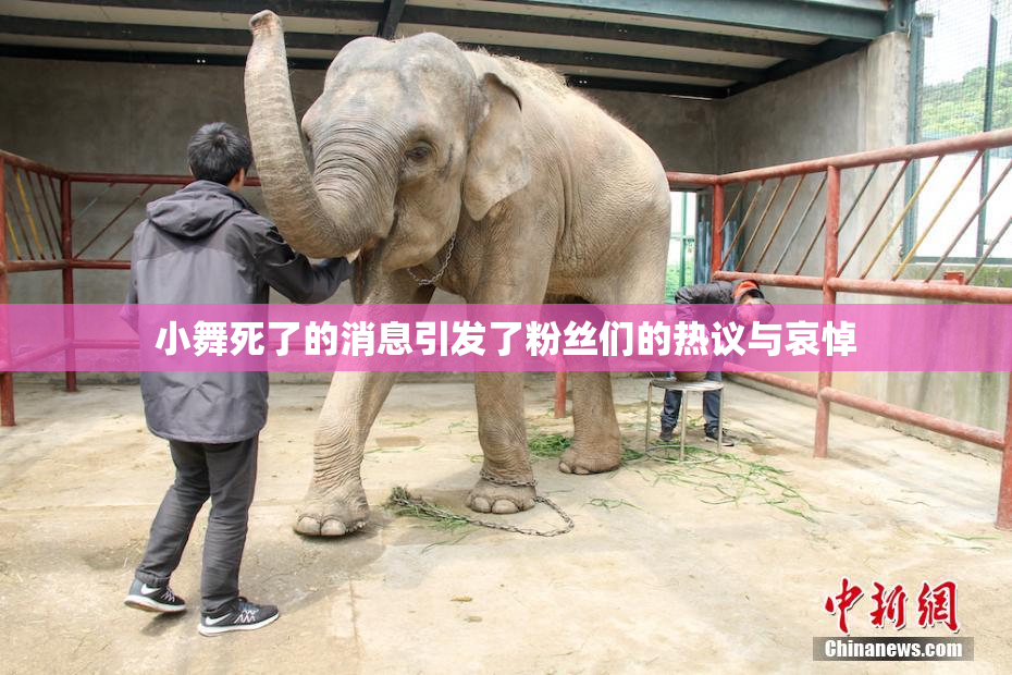 小舞死了的消息引发了粉丝们的热议与哀悼