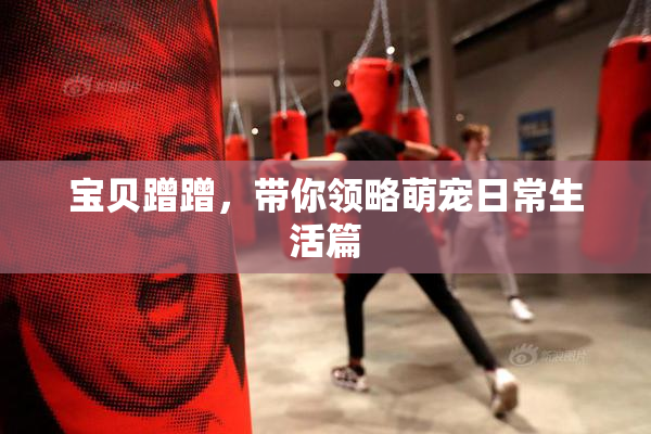 宝贝蹭蹭，带你领略萌宠日常生活篇