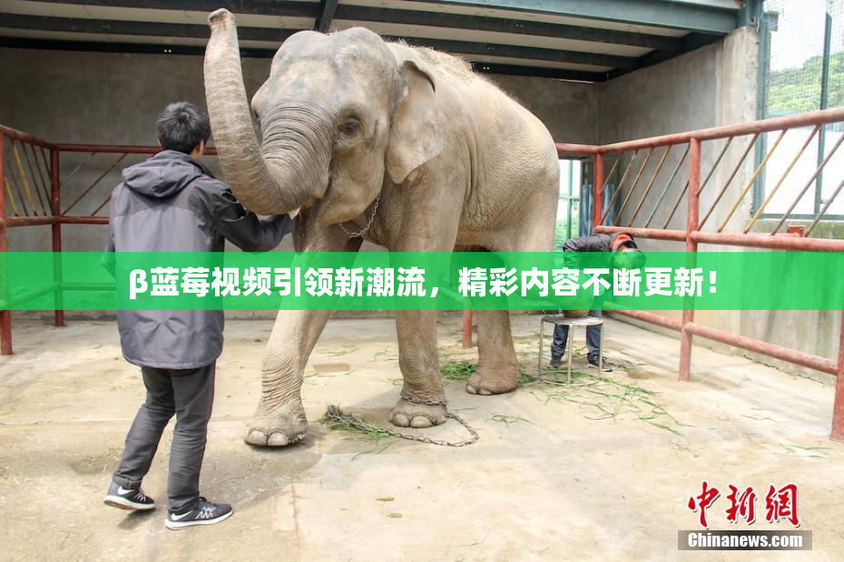 β蓝莓视频引领新潮流，精彩内容不断更新！