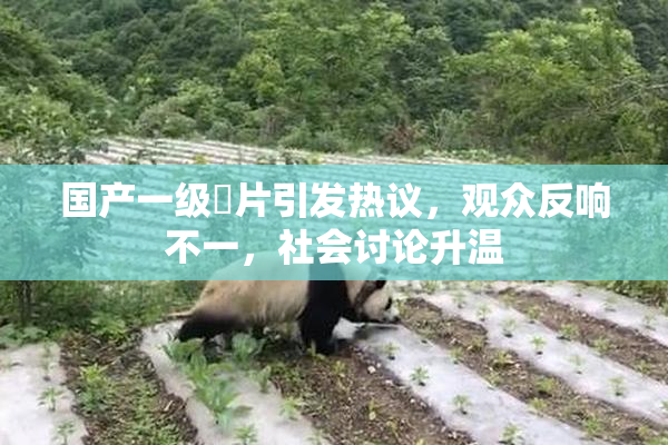 国产一级婬片引发热议，观众反响不一，社会讨论升温