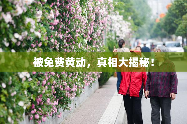被免费黄动，真相大揭秘！