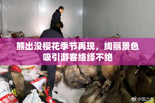 熊出没樱花季节再现，绚丽景色吸引游客络绎不绝