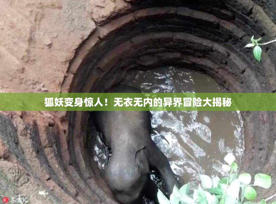 狐妖变身惊人！无衣无内的异界冒险大揭秘