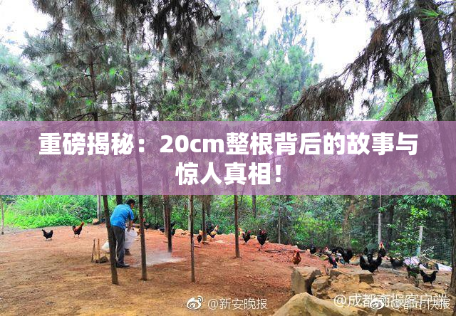 重磅揭秘：20cm整根背后的故事与惊人真相！